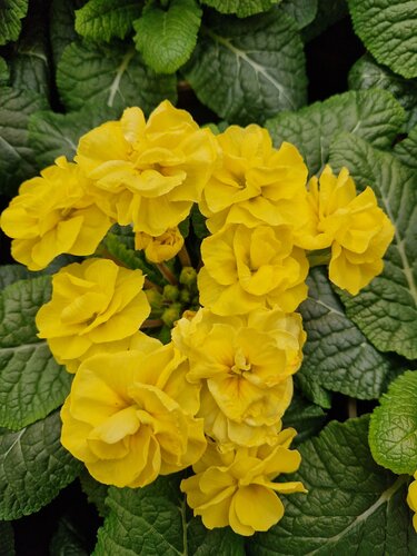 Primrose Rubens Light Yellow 1 Litre