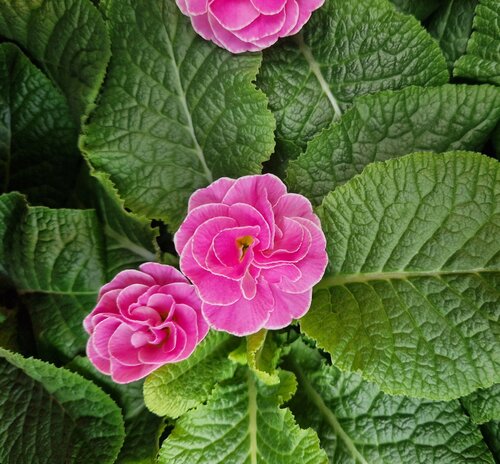 Primrose Rubens Pink Shades 1 Litre