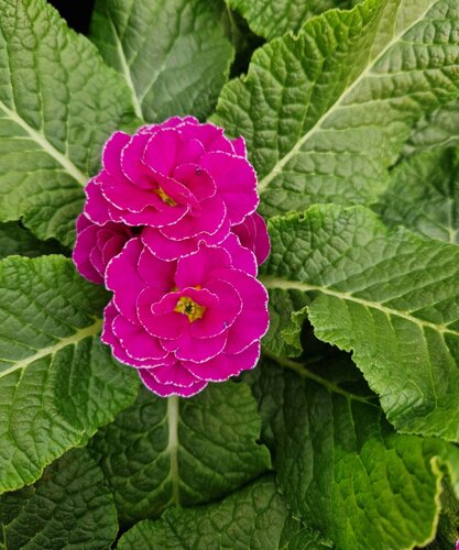 Primrose Rubens Purple 1 Litre