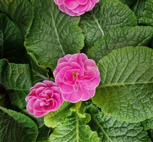 Primrose Rubens Rose Shades 1 Litre