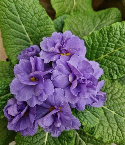 Primrose Rubens Sky Blue 1.5 Litre