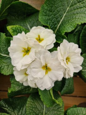 Primrose Rubens White 1.5 Litre