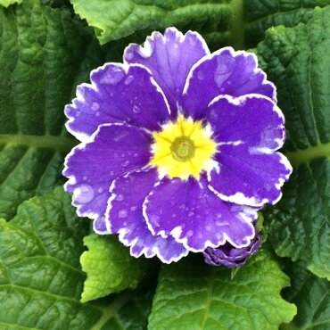 Primrose Sparkly Blue Jumbo Six Pack
