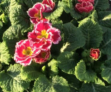 Primrose Sparkly Pink Jumbo Six Pack