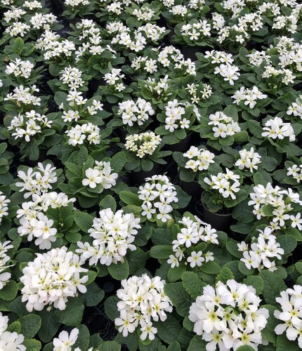 Primrose Star Fever 10.5cm