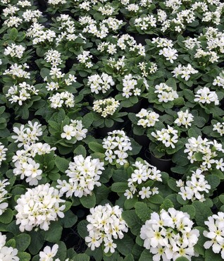 Primrose Star Fever 10.5cm