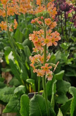 Primula Aloha Sundance 3 Litre