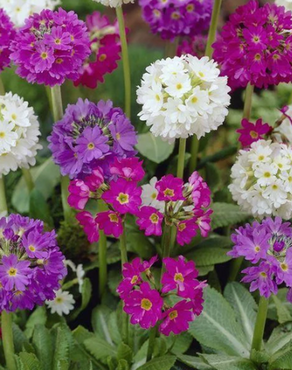 Primula denticulata 6 Pack