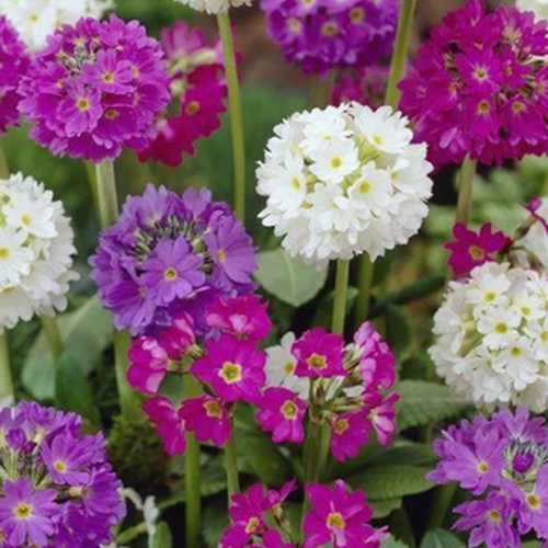 Primula denticulata 6 Pack