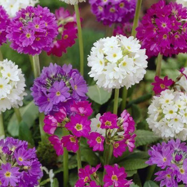 Primula denticulata 6 Pack