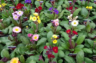 Primula Gold Nugget Mixed 10.5cm