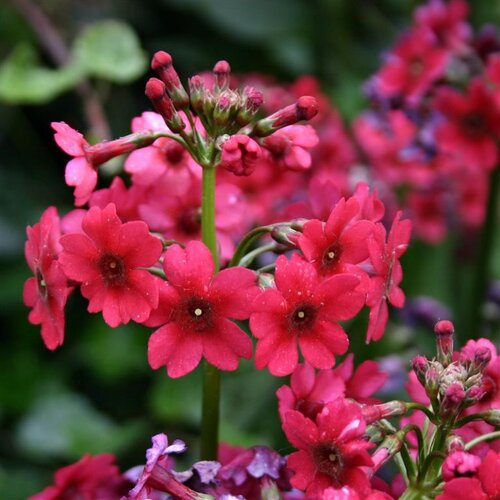Primula Japonica Millers Crimson 9cm