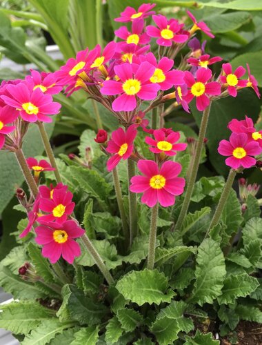 Primula Oak Leaf Magenta 1.5 Litre