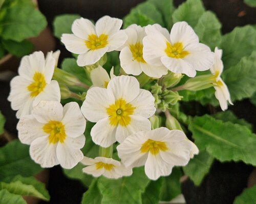 Primula Oak Leaf White 1.5 Litre