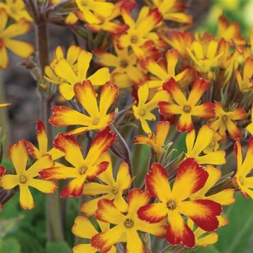 Primula Oak Leaf Yellow Picote 1.5 Litre