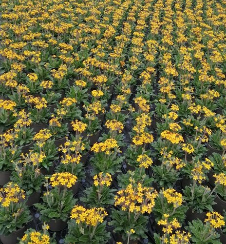 Primula Oak Leaf Yellow Picote 1.5 litre - image 2