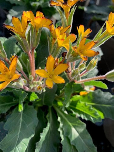 Primula Oak Leaf Yellow Picote 1.5 litre - image 1