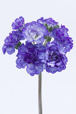 Primula Pollyanna Crystal Fountain 1.5 Litre