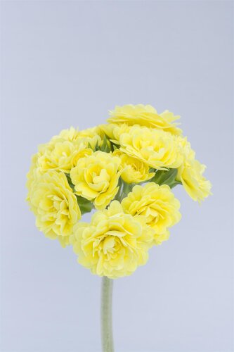 Primula Pollyanna Fresh Lemon 1.5 Litre