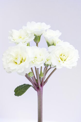 Primula Pollyanna Frosty White 1.5 Litre
