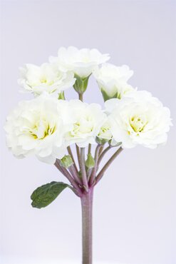 Primula Pollyanna Frosty White 1.5 Litre
