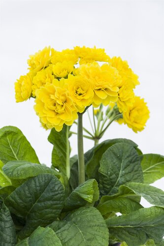 Primula Pollyanna Sunny Yellow 1.5 Litre