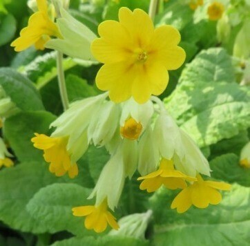 Primula Veris (Cowslip) 9cm