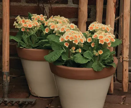 Primula Veris Lime With Orange 9cm