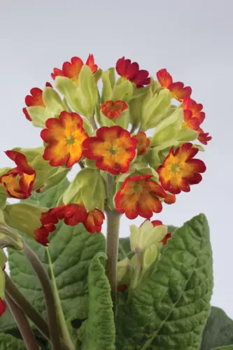 Primula Veris Orange Red With Yellow 9cm