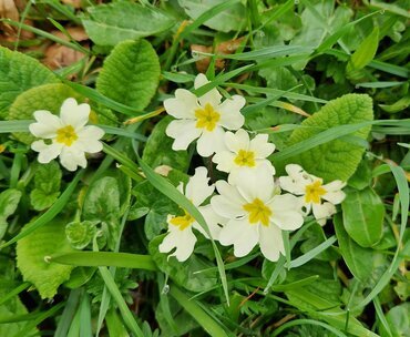 Primula Vulgaris (Wild Primrose) 9cm