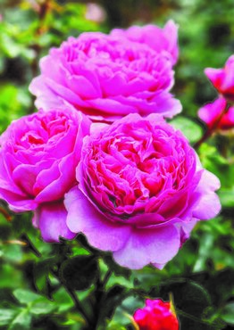 Princess Alexander Of Kent Shrub Rose 6 Litre - image 1