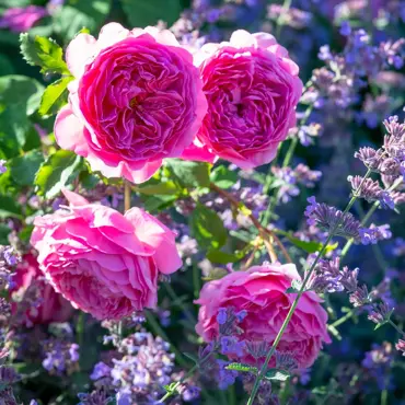 Princess Alexander Of Kent Shrub Rose 6 Litre