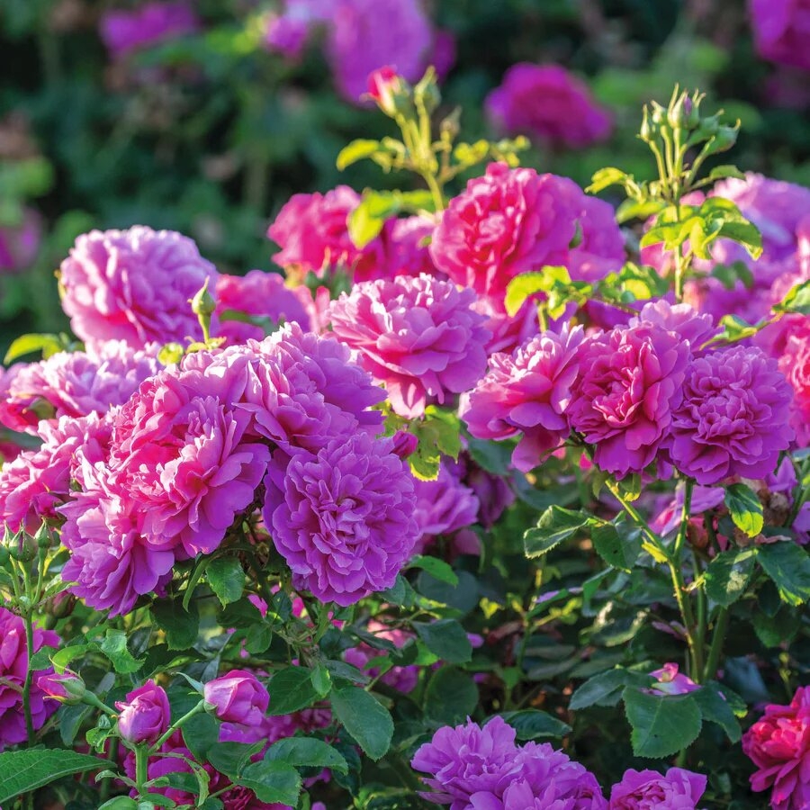 Princess Anne Shrub Rose 6 Litre - Stewarts Garden Centre