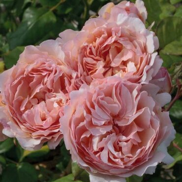 Princess Charlene of Monaco Cottage Garden Rose 5.5 Litre
