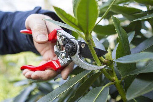 Professional L.H.Pruner - image 1
