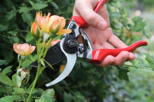 Professional Pruner - image 1