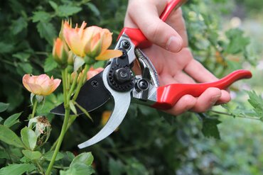 Professional Pruner - image 1