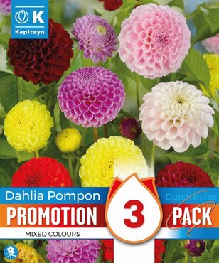 Promo Dahlia Pompon Mix