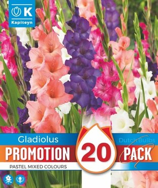 Promotion Gladioli Pastel Mix