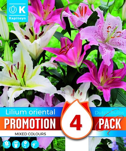 Promotion Lily Oriental Mix