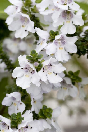 Prostanthera Cuneata 3 Litre