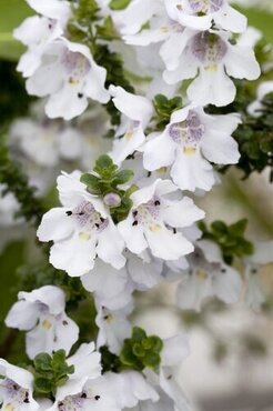 Prostranthera cuneata 3 Litre - image 1