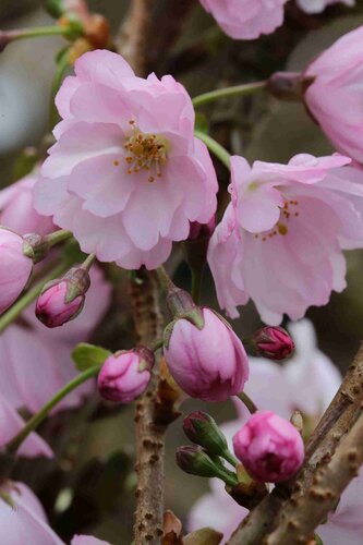 Prunus Accolade 1.2m Stem 16.5 Litre - image 1