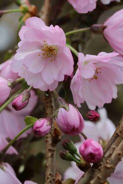 Prunus Accolade 1.2m Stem 16.5 Litre - image 1