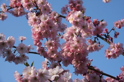 Prunus Accolade 1.2m Stem 16.5 Litre