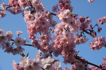 Prunus Accolade 1.2m Stem 16.5 Litre