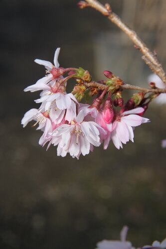 Prunus Accolade 12 Litre