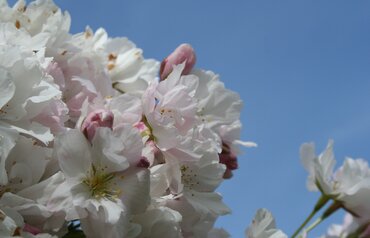 Prunus Amanogawa 12 Litre