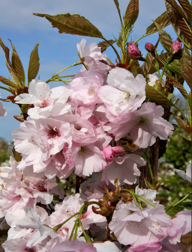 Prunus Amanogawa 12 litre