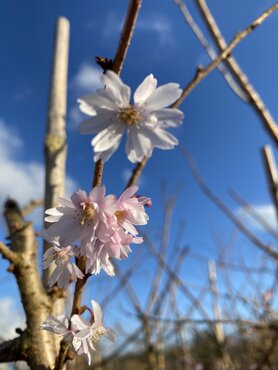 Prunus Autumnalis 12 Litre